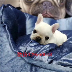 濮阳精品法国斗牛出售中 幼犬很多欢迎亲自来