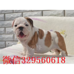 黔西南大鼻筋英国斗牛犬出售纯种白色英国斗牛