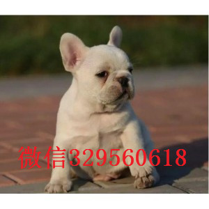 巴音郭楞哪里有卖买法斗幼犬斗牛犬出售正规犬