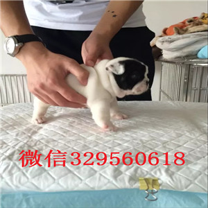 巢湖哪里有卖买法斗幼犬卖黑色法国斗牛犬正规