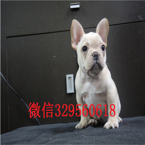 荆州哪里有卖买法斗幼犬法斗价格_法斗图片蓝牛多少钱一只内螺丝法斗