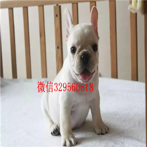 日喀则哪里有卖买法斗幼犬法斗价格_法斗图片