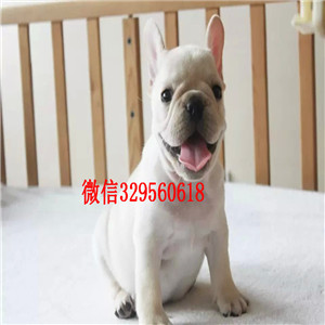 临夏哪里有卖买法斗幼犬法斗价格_法斗图片蓝