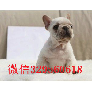 福州纯种法国斗牛犬多少钱一只法斗价格_法斗