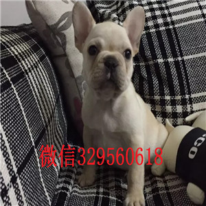 阳江哪里有卖买法斗幼犬奶油色法国斗牛犬正规