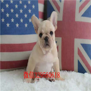 荆州哪里有卖买法斗幼犬法斗价格_法斗图片蓝牛多少钱一只内螺丝法斗