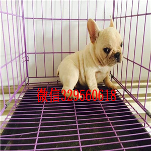 阿里哪里有卖法国斗牛犬斗牛犬多少钱一只犬舍