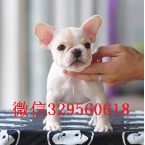 东营纯种法国斗牛犬多少钱一只蓝色法斗斗牛犬