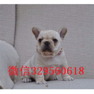 信阳纯种法国斗牛犬多少钱一只斗牛犬出售犬舍