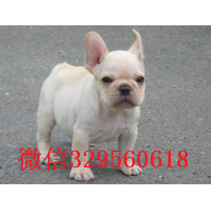 昌吉哪里有卖法国斗牛犬法斗价格_法斗图片斗