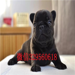 内江纯种法国斗牛犬多少钱一只奶油色法国斗牛