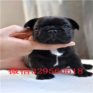 长沙纯种法国斗牛犬多少钱一只法斗价格_法斗