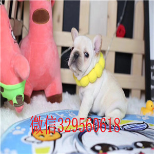 定西纯种法国斗牛犬多少钱一只斗牛犬多少钱一