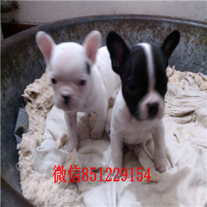 长沙斗牛犬基地在哪，斗牛犬多少钱一只