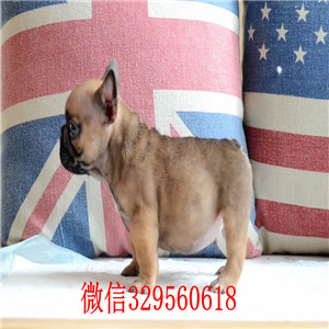 潍坊哪里有卖纯种法斗黑色法国斗牛犬斗牛犬多