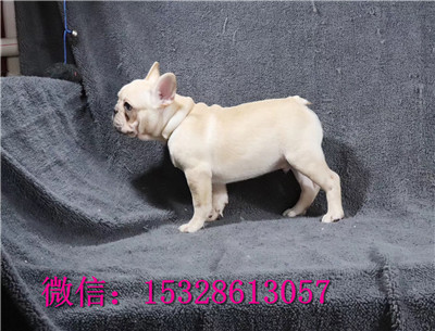 青岛1哪里有卖斗牛犬赛级法牛多少钱黑色法牛