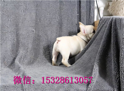 郴州哪里能买到纯种法牛五花牛幼犬大鼻筋法牛