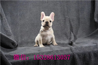 哈尔滨哪里能买到纯种法牛红色法牛幼犬纯种法