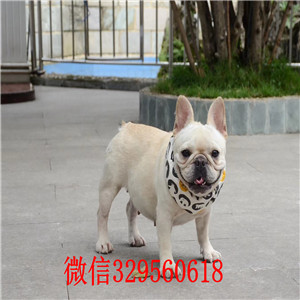 沧州哪里有卖斗牛犬黑色法国斗牛犬斗牛犬多少