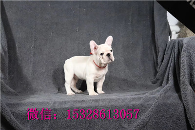 广安哪里有斗牛卖五花牛幼犬大鼻筋法牛价格正