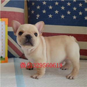 思茅出售纯种斗牛犬法牛图片斗牛犬价格本地出