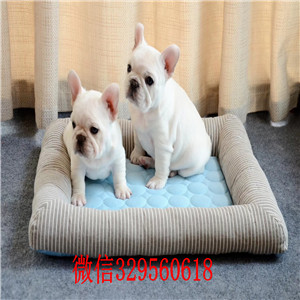 焦作出售纯种奶油色法斗犬奶油色法国斗牛犬法