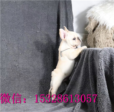 南昌哪里有法牛出售黑色法斗幼犬健康法牛多少