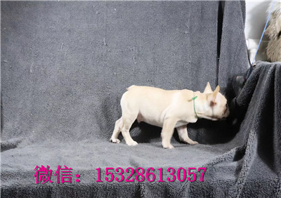 临夏1哪里有法国斗牛犬卖赛级法牛多少钱哪里