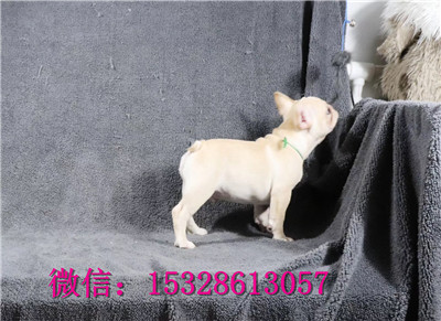 哈尔滨1哪里能买到斗牛犬赛级法牛多少钱白色