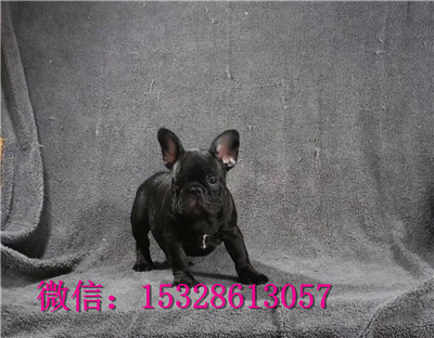 青岛哪里有法牛出售红色法牛幼犬健康法牛多少