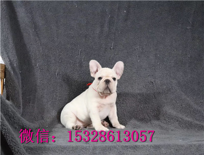 西安1哪里能买到斗牛犬纯种斗牛犬多少钱黑色