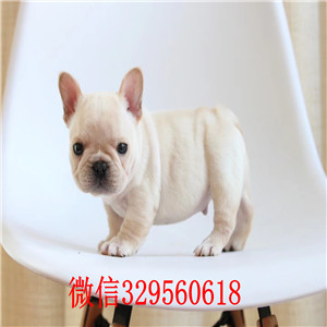 漯河哪里有卖纯种法斗白色法牛高品质法斗出售