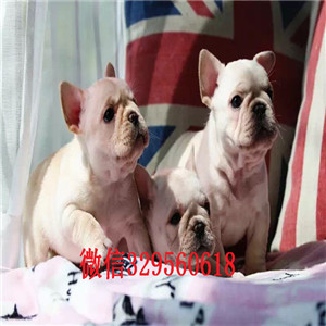 长沙哪里有卖牛犬出售纯种法国斗牛犬虎斑法