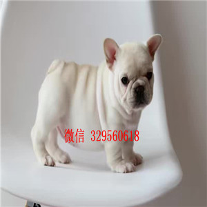  铁岭斗牛犬多少钱  奶油色法国斗牛犬  一道