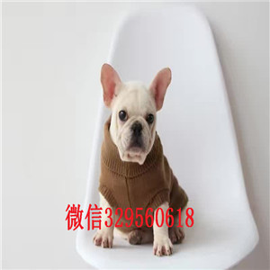  黑龙江黑河哪里有出售法斗犬 纯种法国斗牛犬