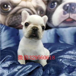 思茅哪里能买到法斗法国斗牛犬图片出售纯种法国斗牛犬白色法牛多少钱一只
