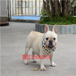 哈尔滨出售纯种法国斗牛犬专业繁育法国斗牛犬