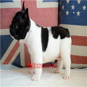 焦作哪里卖法国斗牛犬法国斗牛犬图片法国斗牛