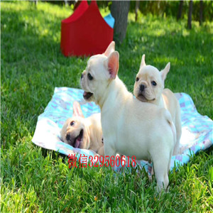 思茅哪里能买到法斗法国斗牛犬图片出售纯种法国斗牛犬白色法牛多少钱一只