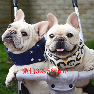 漯河哪里卖法国斗牛犬专业繁育法国斗牛犬法国