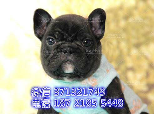 法斗出售，黑色小斗牛犬，超迷人法斗 青岛犬舍