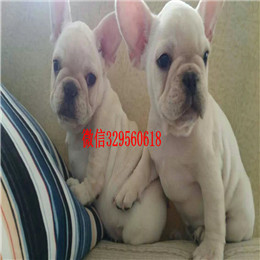  福州哪里能买到纯种的法国斗牛犬虎斑法牛一道筋法国斗牛犬法国斗牛犬图片