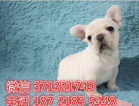 法斗出售小型犬 哈尔滨直销特价宠物狗狗 