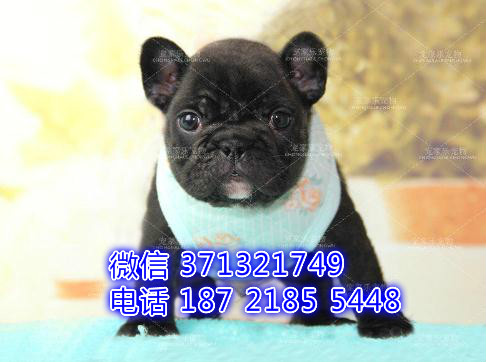法斗出售，黑色小斗牛犬，超迷人法斗 青岛犬舍