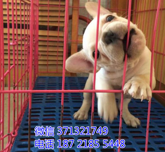 法斗出售，奶油色小斗牛犬狗狗，健康 长沙基地直销