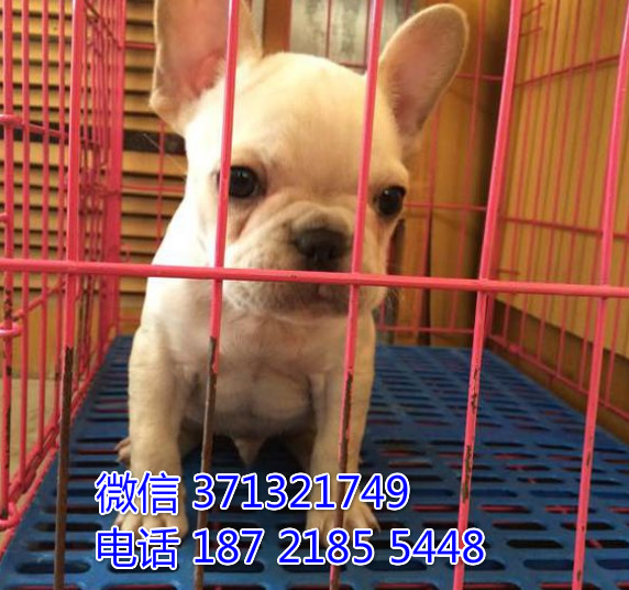 法斗出售，奶油色小斗牛犬狗狗，健康 长沙基地直销