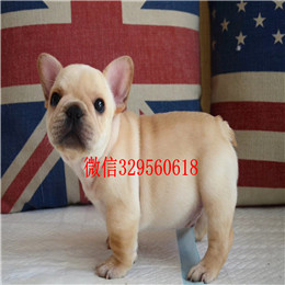  泰安哪里能买到斗牛犬法牛图片斗牛犬价格奶