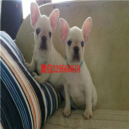  福州哪里能买到纯种的法国斗牛犬虎斑法牛一道筋法国斗牛犬法国斗牛犬图片