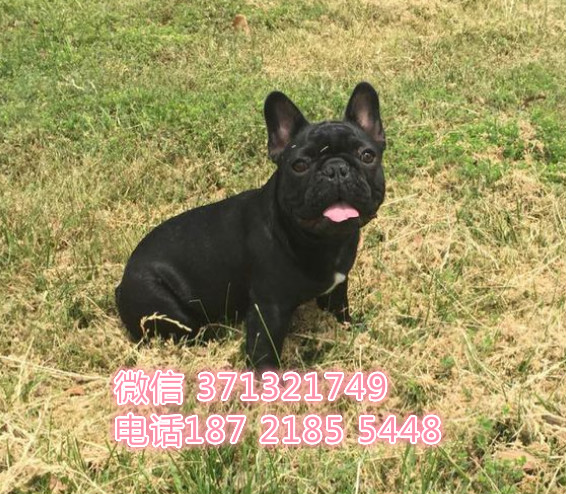 法斗出售纯种幼犬黑色，西安犬舍繁殖法国斗牛犬