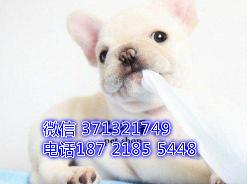 法斗出售奶油色精品一窝 法牛，品相好 骨架好 